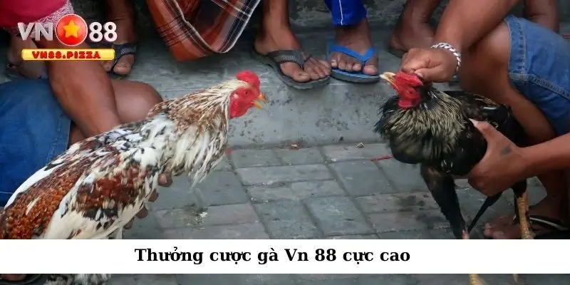 Thưởng cược gà Vn 88 cực cao