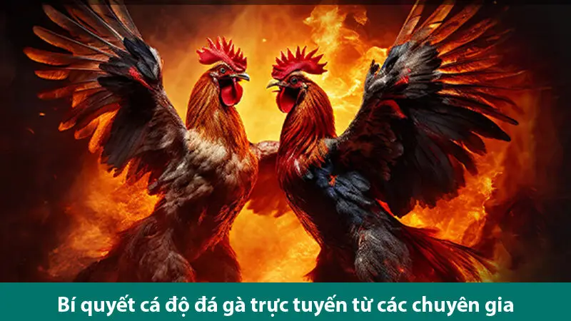 Bí quyết cá độ đá gà trực tuyến thắng chắc từ những cao thủ gà độ